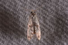 Neocochylis hybridella