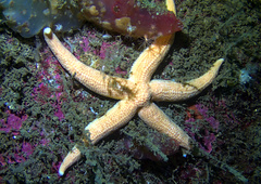 Stichastrella rosea