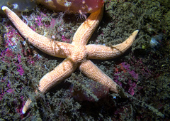 Stichastrella rosea