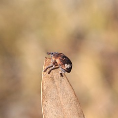 Oxyops fasciatus