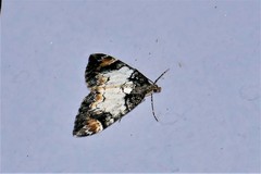 Dysstroma latefasciata