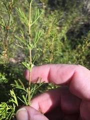 Cyanothamnus occidentalis