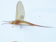 Potamanthus luteus