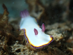 Goniobranchus sinensis