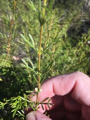 Cyanothamnus occidentalis