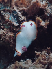 Goniobranchus sinensis