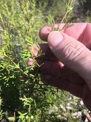 Cyanothamnus occidentalis