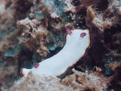 Goniobranchus sinensis