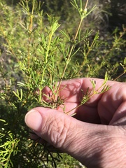 Cyanothamnus occidentalis