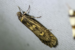 Cryptaspasma