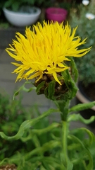 Centaurea macrocephala