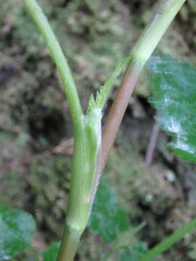 Pimpinella anagodendron image