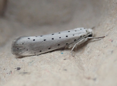 Yponomeuta malinellus