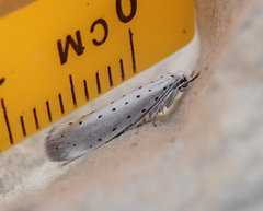 Yponomeuta malinellus