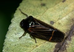 Cosmoscarta elegantula