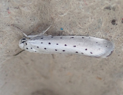 Yponomeuta malinellus