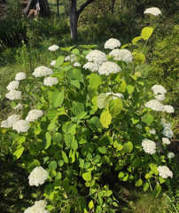 Hydrangea arborescens