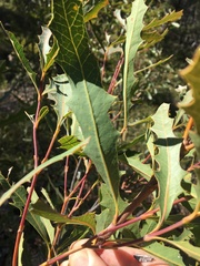 Xylomelum cunninghamianum