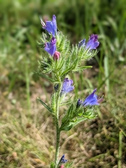 Echium vulgare