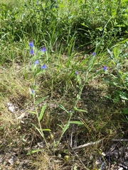 Echium vulgare
