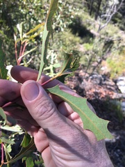 Xylomelum cunninghamianum