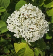 Hydrangea arborescens