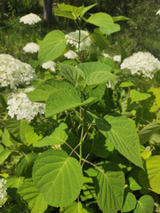 Hydrangea arborescens