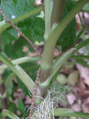 Pimpinella anagodendron image