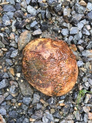 Pisolithus marmoratus