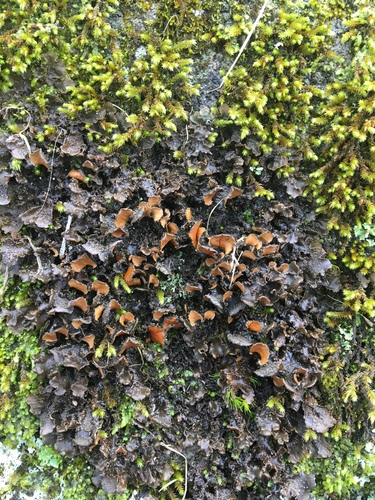 Nephroma helveticum Ach.