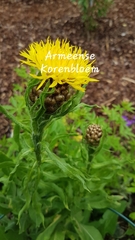Centaurea macrocephala