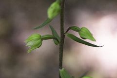 Epipactis purpurata