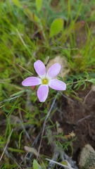 Oxalis subsessilis