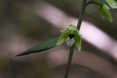 Epipactis purpurata