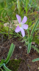 Oxalis subsessilis