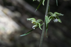 Epipactis purpurata