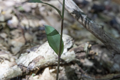 Epipactis purpurata