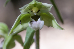 Epipactis purpurata