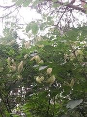 Colutea