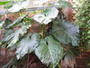 Giant Elephant Ear - Photo (c) Scott Zona, some rights reserved (CC BY)