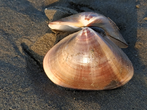 Meretrix lamarckii observed 2021-07-26