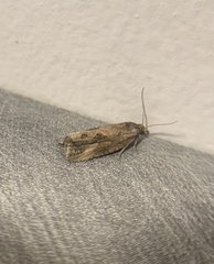 Endothenia nubilana