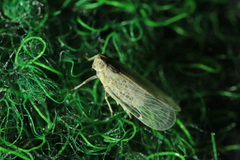 Pentastiridius