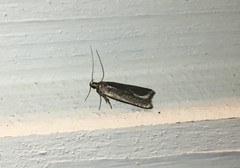 Acompsia cinerella
