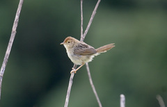 Cisticola lais