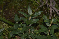 Olearia oppositifolia