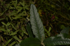 Olearia oppositifolia