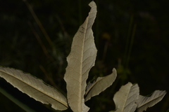 Olearia oppositifolia