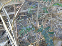 Platycnemis pennipes