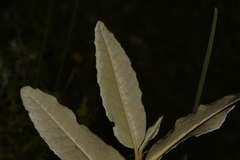 Olearia oppositifolia